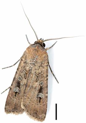 The Australian Bogong Moth Agrotis infusa: A Long-Distance Nocturnal Navigator